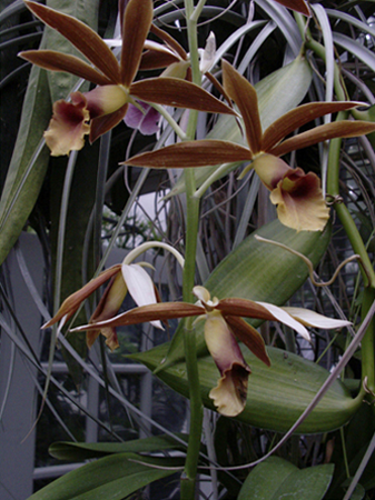 Grouped Orchids Grouped Orchids