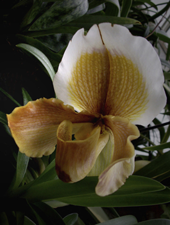 Paphiopedilum Hellas Westanbic Paphiopedilum Hellas Westanbic