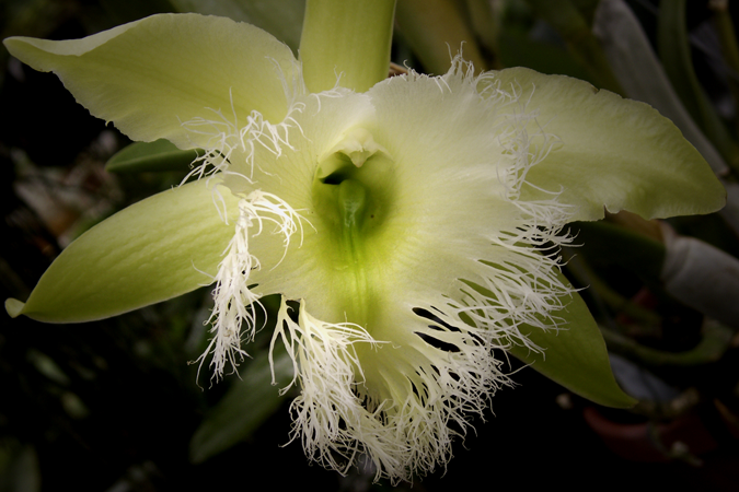 Yellow Feathery Orchid Yellow Feathery Orchid