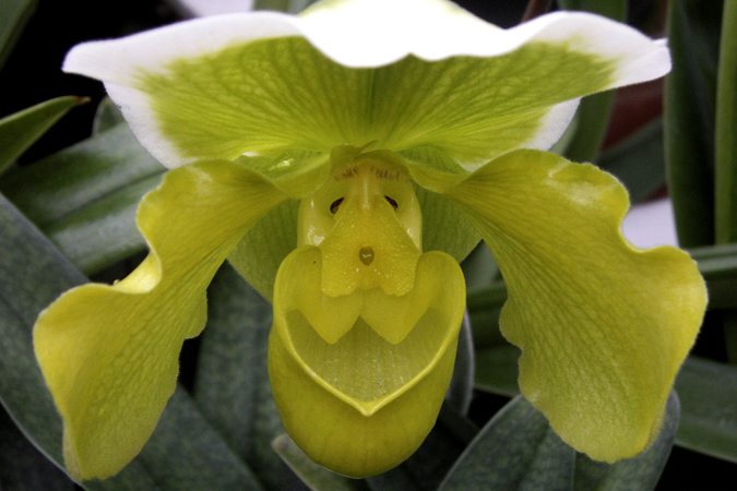 Yellow Orchid One Yellow Orchid One