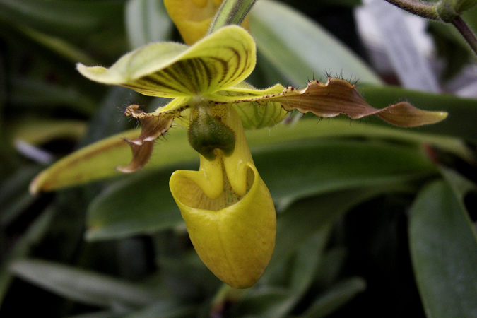 Yellow Orchid Two Yellow Orchid Two