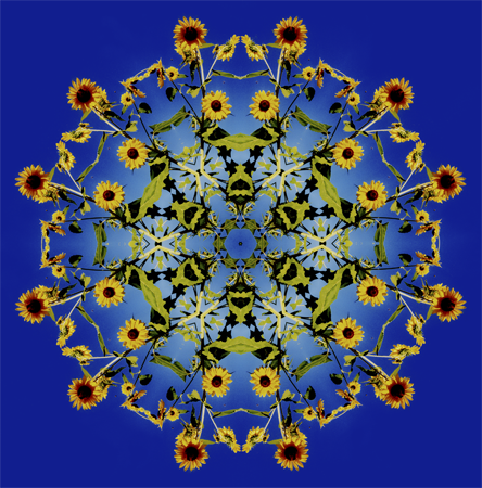 Sunflower Sunflower