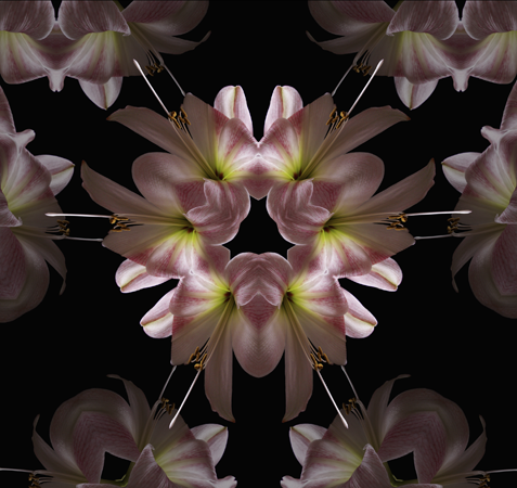White Amaryllis White Amaryllis