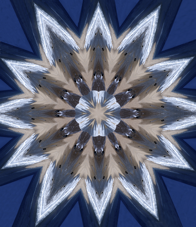 Sea Star Sea Star