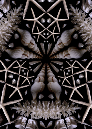 White Sea Star Detail White Sea Star Detail