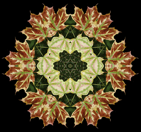 Autumn Star Autumn Star