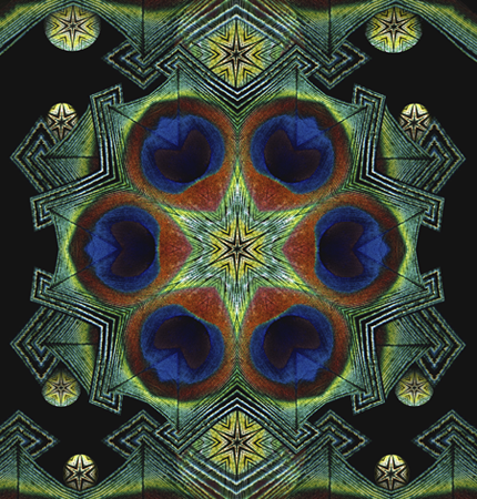 Peacock Star Peacock Star