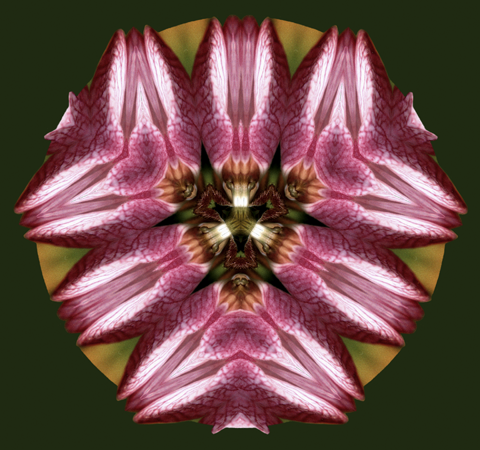 Lady Slipper Lady Slipper