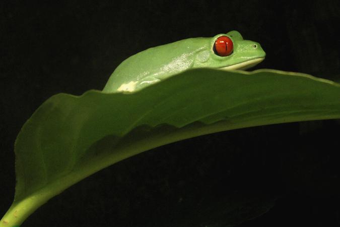 Red Eye Frog Red Eye Frog