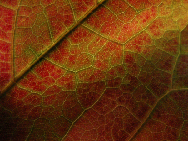 Veins of Color Veins of Color
