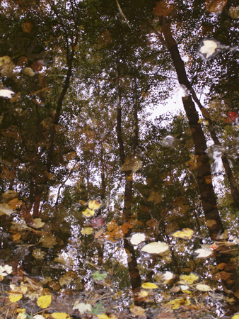 Puddle Reflection Puddle Reflection