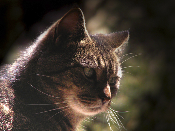 Virgil the Cat Virgil the Cat