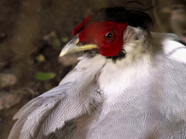 Chicken Chicken