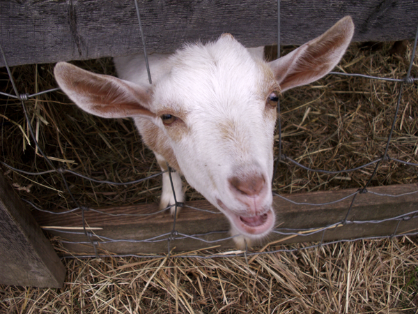 Goat gives Face Goat gives Face
