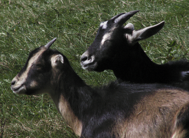 Sunning Goats