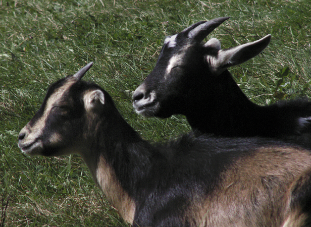 Sunning Goats Sunning Goats