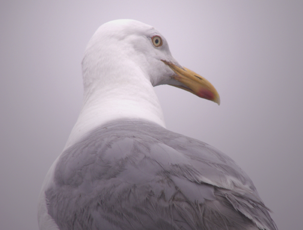 Anticipating Seagull Anticipating Seagull
