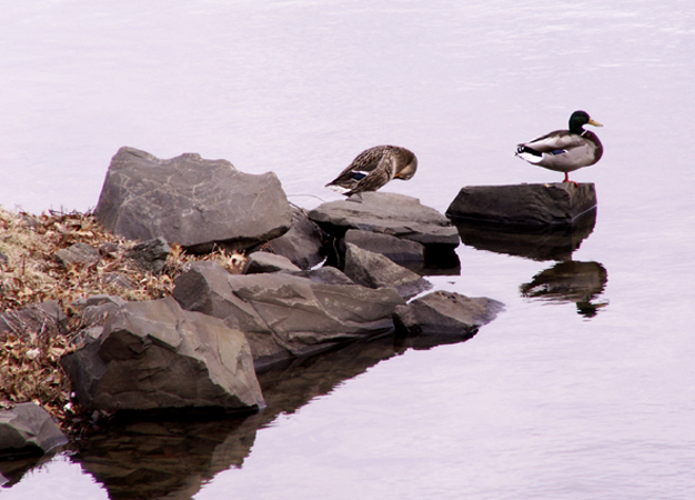 The Ducks by the Lake