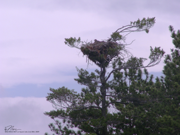 Bald Eagle Nest on Squam Lake, New Hampshire Bald Eagle Nest on Squam Lake, New Hampshire