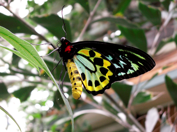 Butterfly One Butterfly One