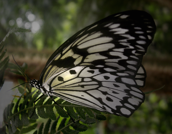Butterfly Two Butterfly Two