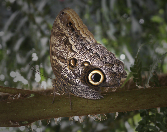 Moth Aglow Moth Aglow