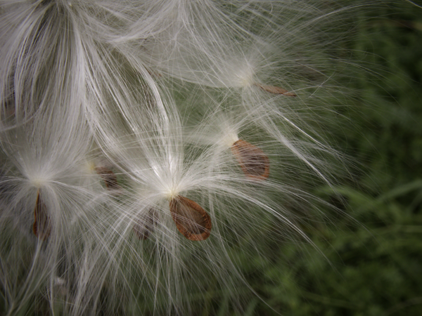 Milkweed Fluff Milkweed Fluff