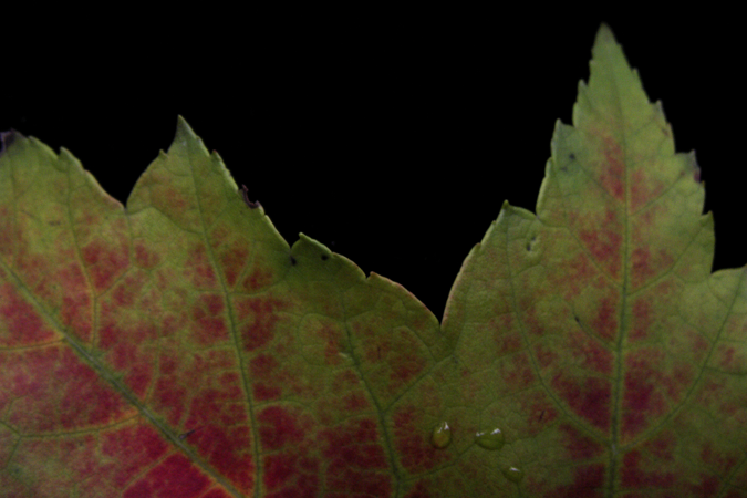 Leaf Silhouette in Autumn Leaf Silhouette in Autumn