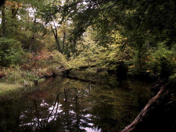 Stream at McLean Refuge Granby, Connecticut