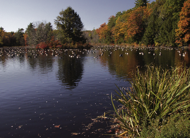 Ducks at the McLean Refuge, Granby, Connecticut