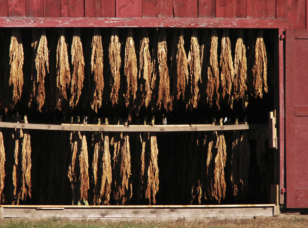 Tobacco in Storage, Suffield, Connecticut
